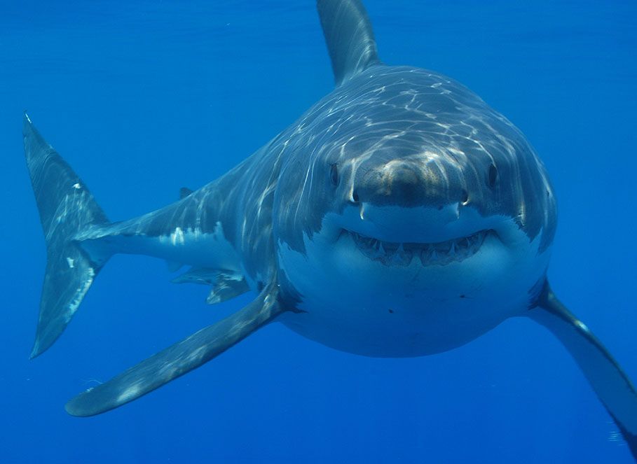great-white-shark-picture