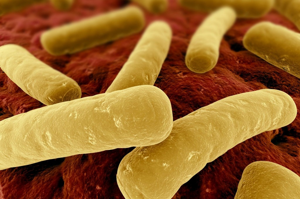 Image of magnified Clostridium Difficile.